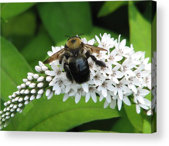 Bee Acrylic Print featuring the photograph Bee Back by Cleaster Cotton