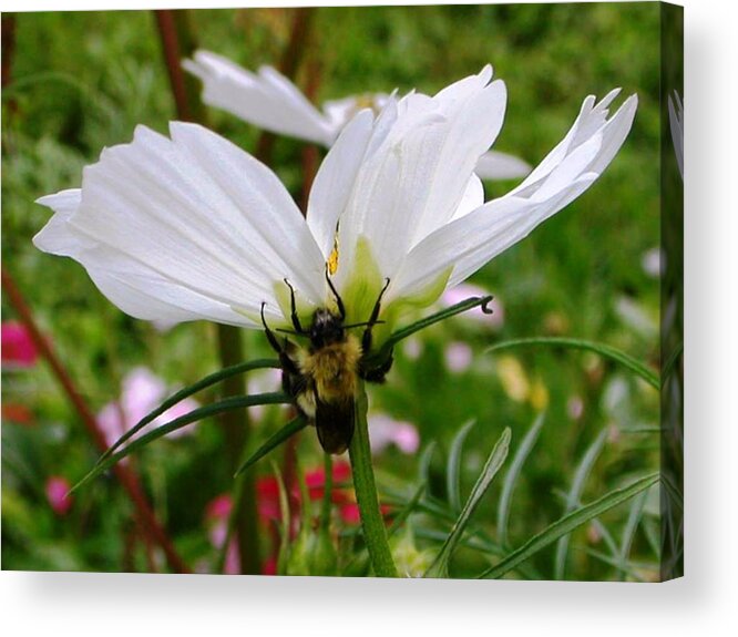 Bee Acrylic Print featuring the photograph Bee on Cosmos by Nina-Rosa Dudy