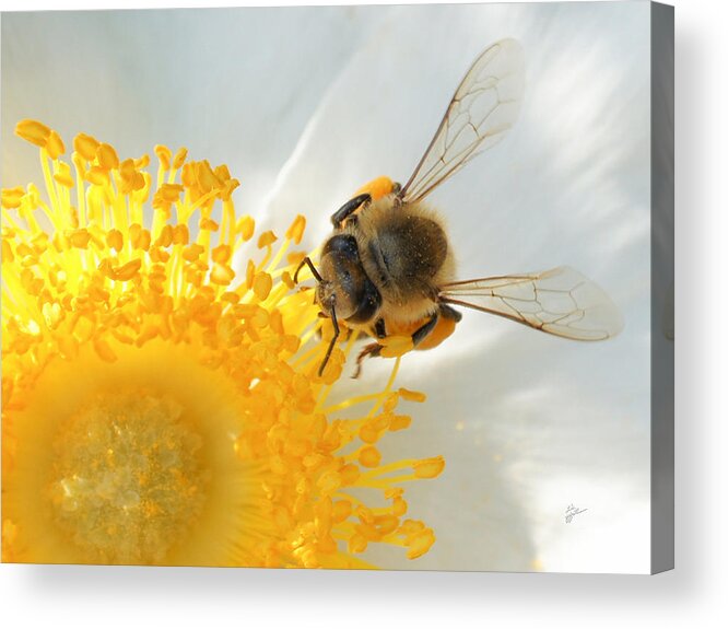 Bee Acrylic Print featuring the photograph Bee-U-tiful by TK Goforth