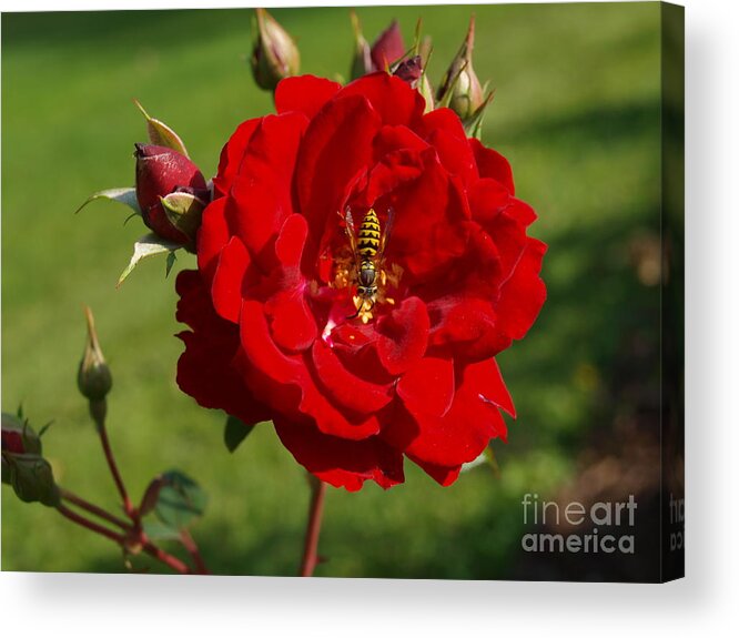 Bee Acrylic Print featuring the photograph Beeing Happy in a Yellow Jacket by Vivian Martin
