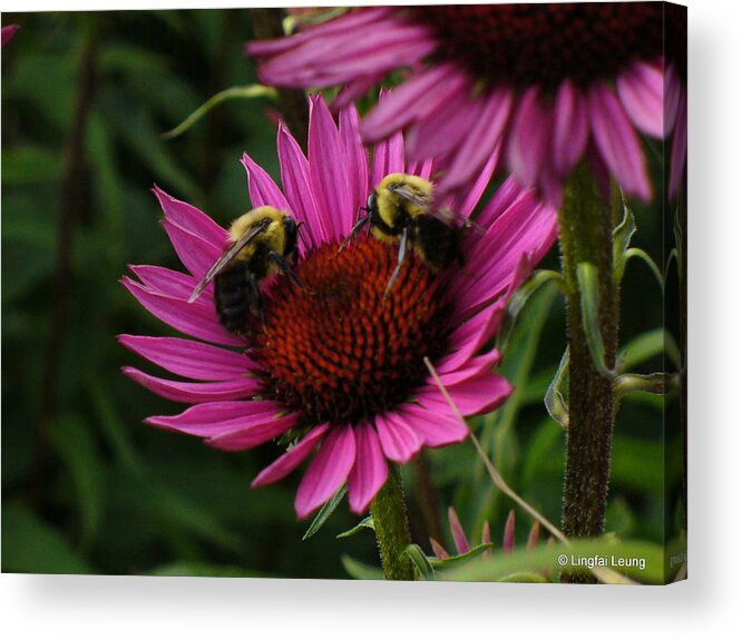 Bees Acrylic Print featuring the photograph Beelievers by Lingfai Leung