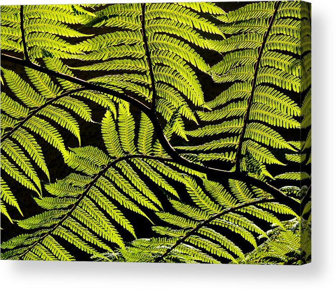 Fern Tree Acrylic Print featuring the photograph Bent Fern by Guillermo Rodriguez