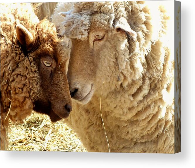 Two Sheep Acrylic Print featuring the photograph Best Buddies by Elaine Franklin