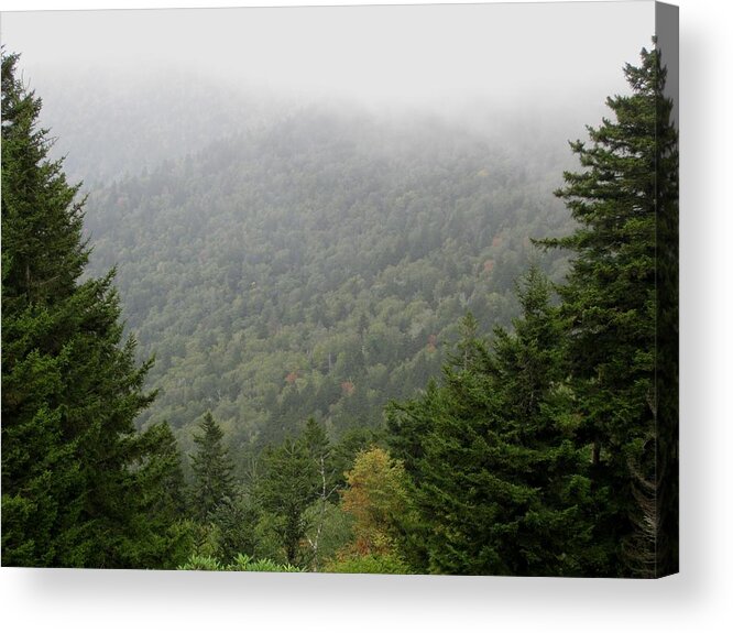 Kathy Long Acrylic Print featuring the photograph Between the Trees by Kathy Long