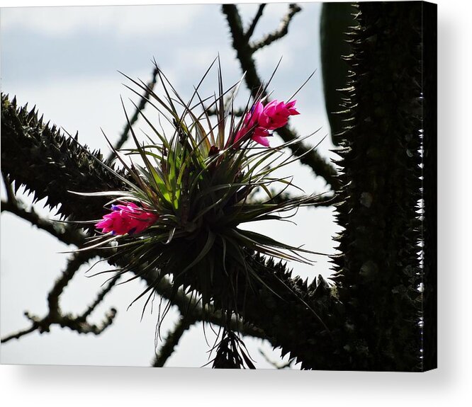Rio De Janeiro Acrylic Print featuring the photograph Between Thorns by Zinvolle Art