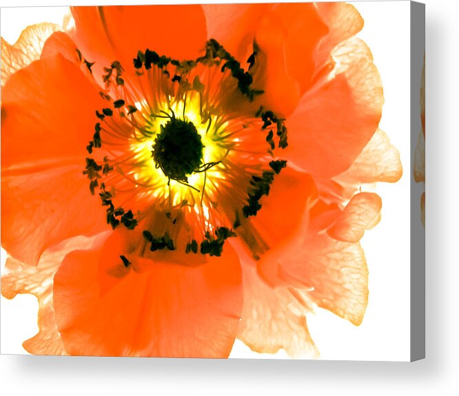 Blossoms Acrylic Print featuring the photograph Big Bang According to a Flower by Ronda Broatch