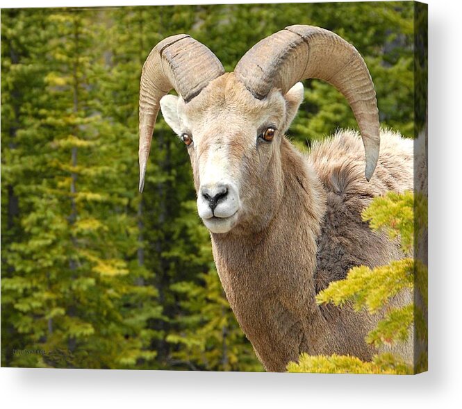  Ram Acrylic Print featuring the photograph Big Horn by Dyle  Warren