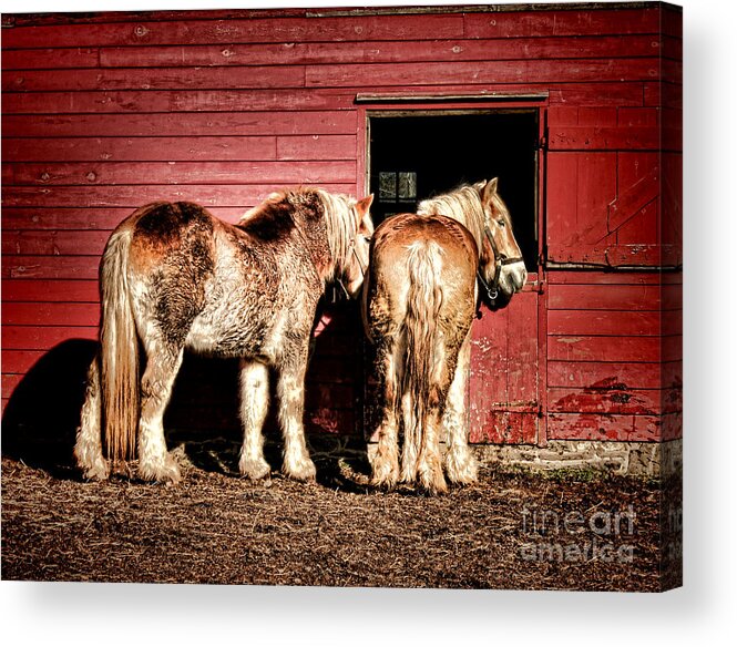 Draft Acrylic Print featuring the photograph Big Horses by Olivier Le Queinec
