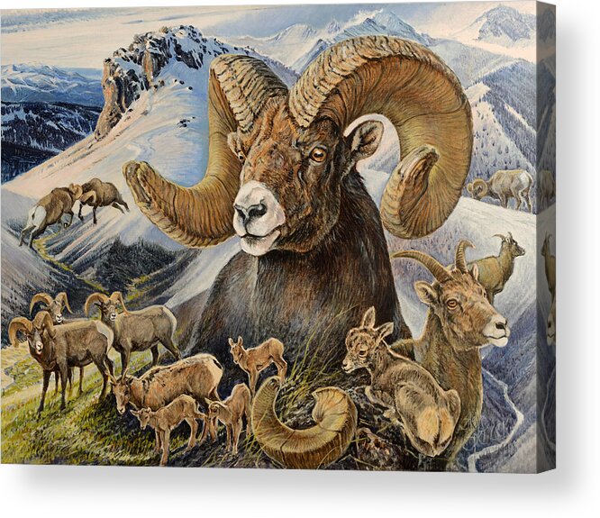 Bighorn Sheep Acrylic Print featuring the painting Bighorn lifescape by Steve Spencer