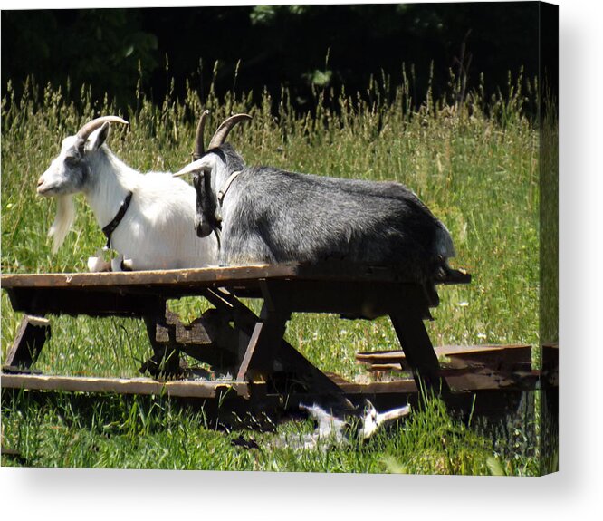 Billy Acrylic Print featuring the photograph Billy Goats Picnic by Brenda Brown