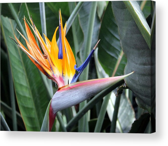 Floral Acrylic Print featuring the photograph Bird of Paradise Study 4 by Mary Haber