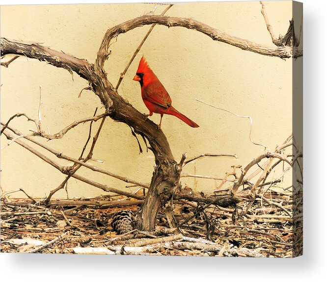 Northern Cardinal Acrylic Print featuring the photograph Bird on a Vine by Jayne Wilson