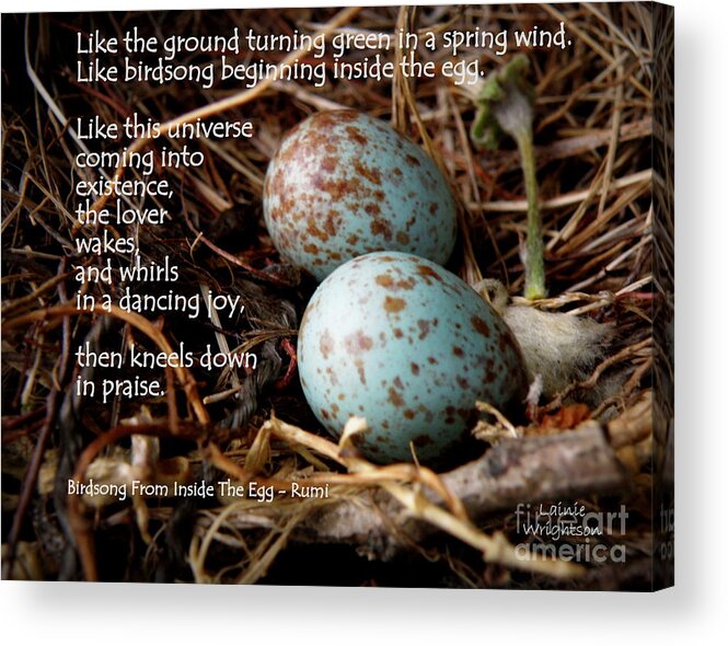 Eggs Acrylic Print featuring the photograph Birdsong From Inside The Egg by Lainie Wrightson
