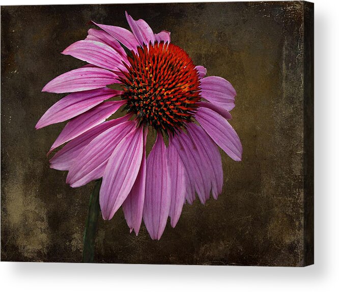 Flower Acrylic Print featuring the photograph Bittersweet Memories by David Dehner