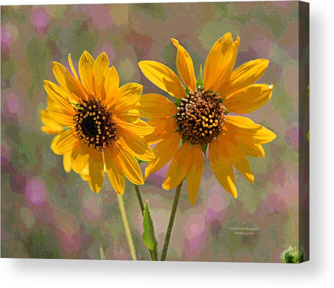  Acrylic Print featuring the photograph Black-eyed Susan by Matalyn Gardner