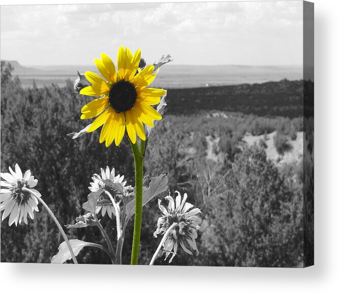 Sunflower Acrylic Print featuring the photograph Black-eyed Susan by Tom DiFrancesca