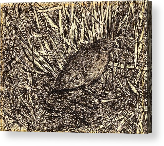 Bird Acrylic Print featuring the drawing Black Rail by Kendall Kessler
