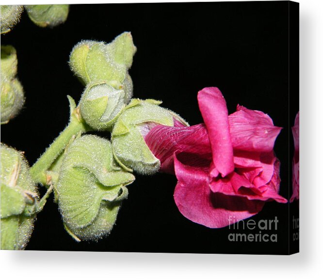 Hollyhock Acrylic Print featuring the photograph Blooming Pink Hollyhock by Ann E Robson