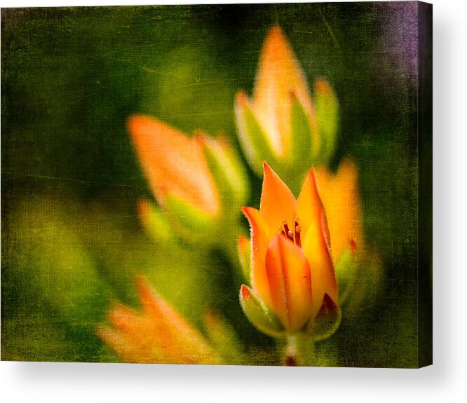 Nature Acrylic Print featuring the photograph Blooming Succulents III by Marco Oliveira