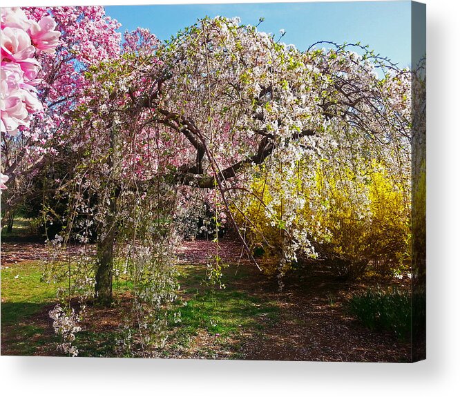 Cherry Blossoms Photographs Acrylic Print featuring the photograph Blossoms Potpourri II by Emmy Vickers