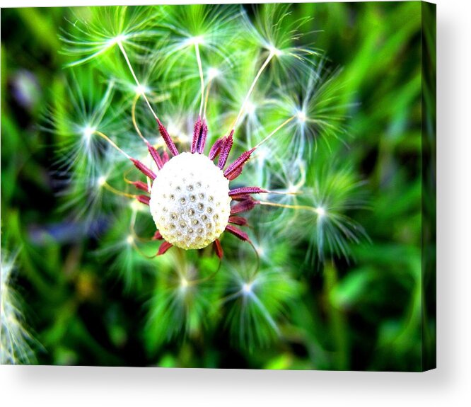Dandelion Acrylic Print featuring the photograph Blown Away by Norma Brock