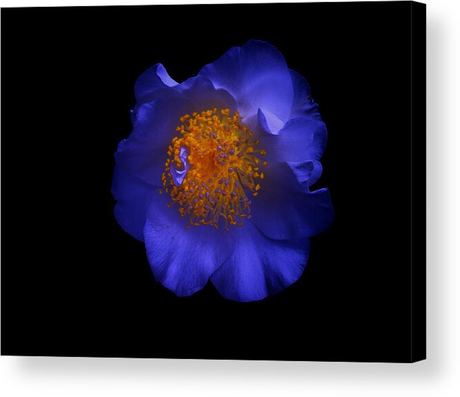 Blue Acrylic Print featuring the photograph Blue Beauty by Micki Findlay