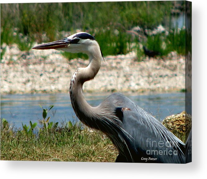 Art For The Wall...patzer Photography Acrylic Print featuring the photograph Blue Heron by Greg Patzer