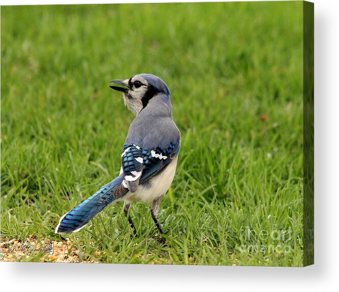Mccombie Acrylic Print featuring the photograph Blue Jay by J McCombie