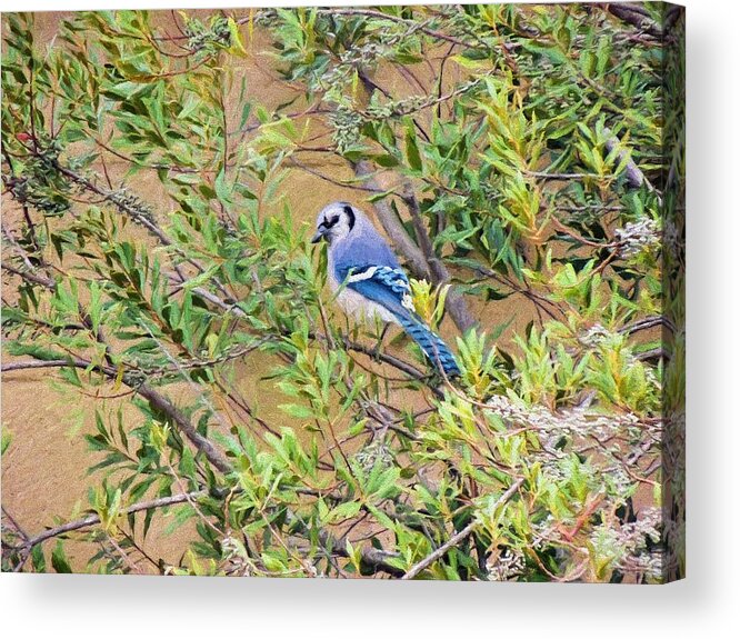 Blue Jay Acrylic Print featuring the photograph Blue Jay on Southern Wax Myrtle by Jayne Wilson