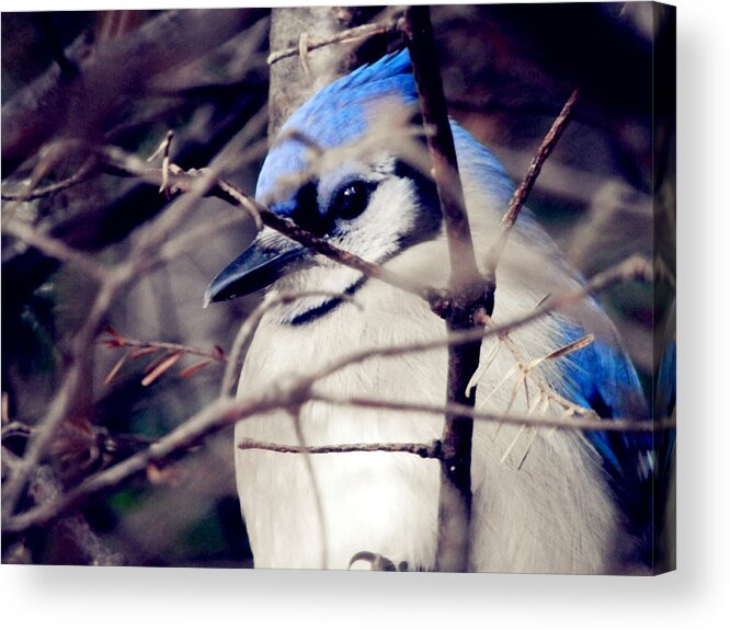 Blue Jay Acrylic Print featuring the photograph Blue Joy by Zinvolle Art