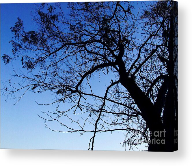 Blue Acrylic Print featuring the photograph Blue Sky by Andrea Anderegg