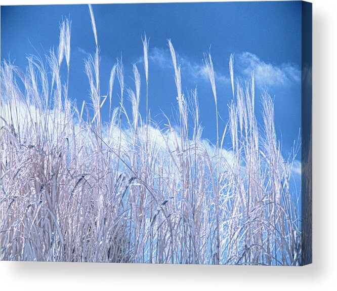 Blue Acrylic Print featuring the photograph Blue Sky by Kathy Williams-Walkup