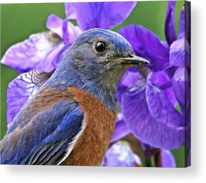 Animals Acrylic Print featuring the photograph Bluebird portrait by Jean Noren