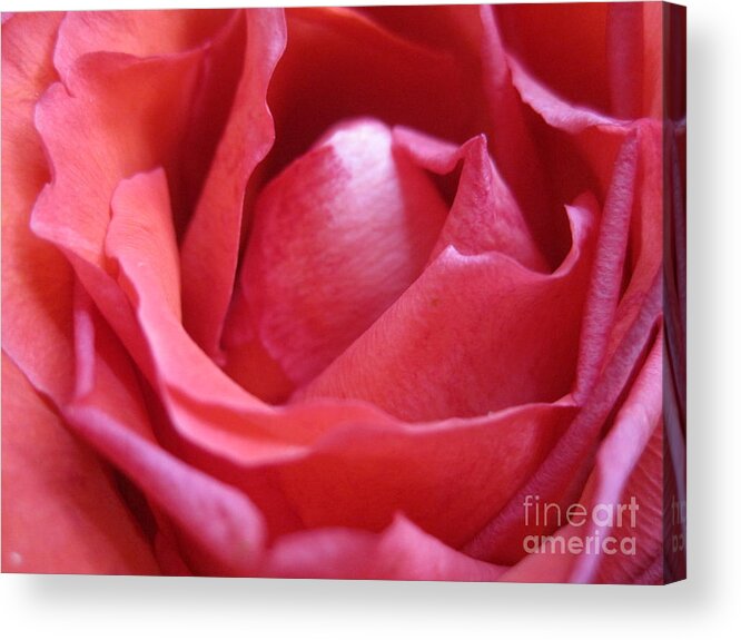 Floral Acrylic Print featuring the photograph Blushing Pink Rose by Tara Shalton