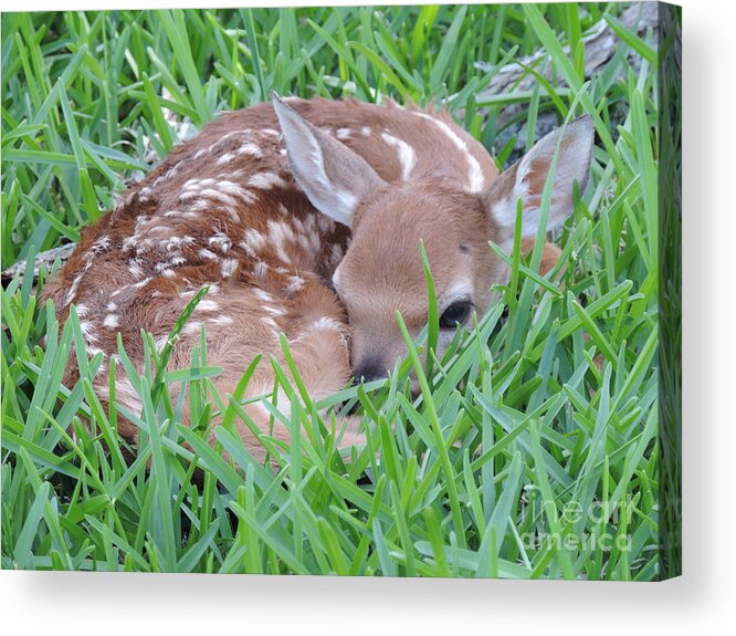 Newborndeer Acrylic Print featuring the photograph Born Today by Jimmie Bartlett