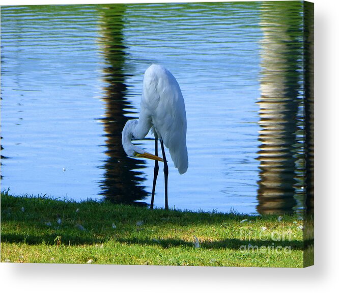 Flamingos Acrylic Print featuring the photograph Bow The Knee by Tina M Wenger