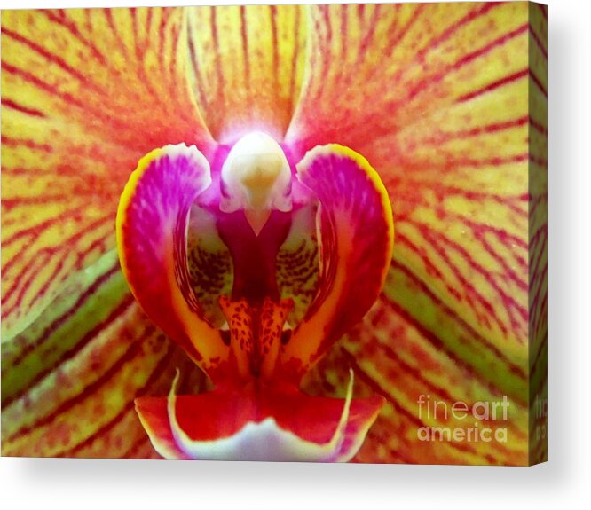  Acrylic Print featuring the photograph Bright Beautiful Orchid by Renee Trenholm