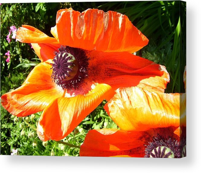 Photograph Acrylic Print featuring the photograph Bright Orange Poppy by Kristine Bogdanovich