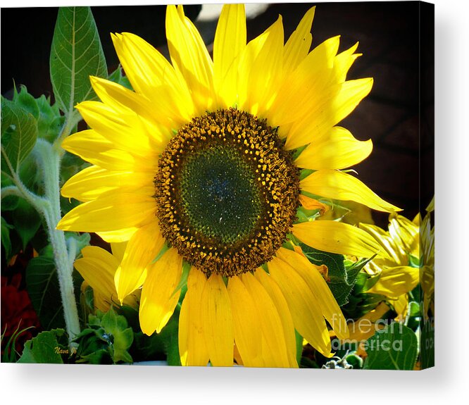 Nava Jo Thompson Acrylic Print featuring the photograph Bright Sunflower by Nava Thompson
