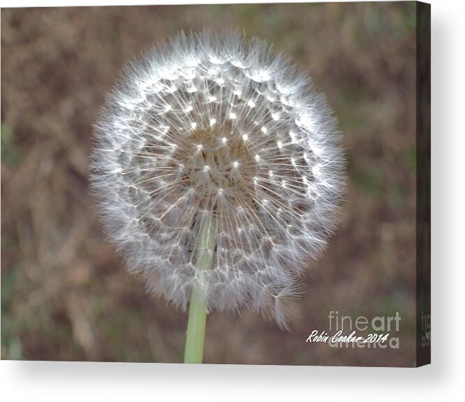 Bright Wishes Acrylic Print featuring the photograph Bright Wishes by Robin Coaker