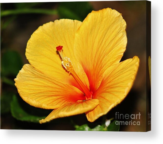 Hibiscus Acrylic Print featuring the photograph Brilliant Hibiscus II by Craig Wood