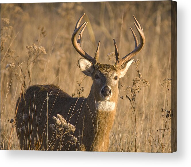 Antler Acrylic Print featuring the photograph Buck in Field by Larry Bohlin