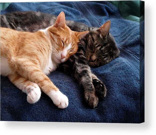 Kitty Acrylic Print featuring the photograph Buddies for life by Teri Schuster