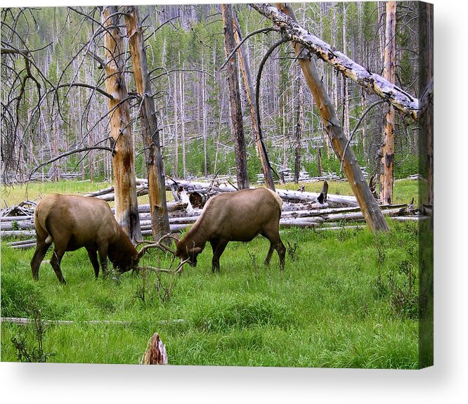 Elk Acrylic Print featuring the photograph Bull Elk Sparing by Larry Capra