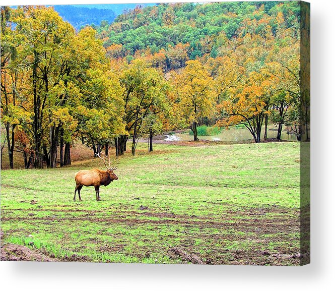 Elk Canvas Prints Acrylic Print featuring the photograph Bull Elk by Wendy McKennon