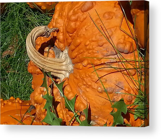 Pumpkin Acrylic Print featuring the photograph Bumpy and Beautiful by Caryl J Bohn
