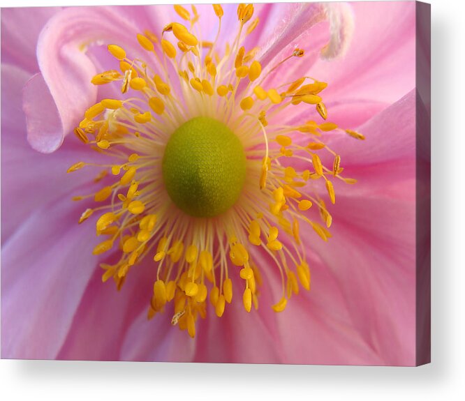Anemone Acrylic Print featuring the photograph Windflower by Cheryl Hoyle
