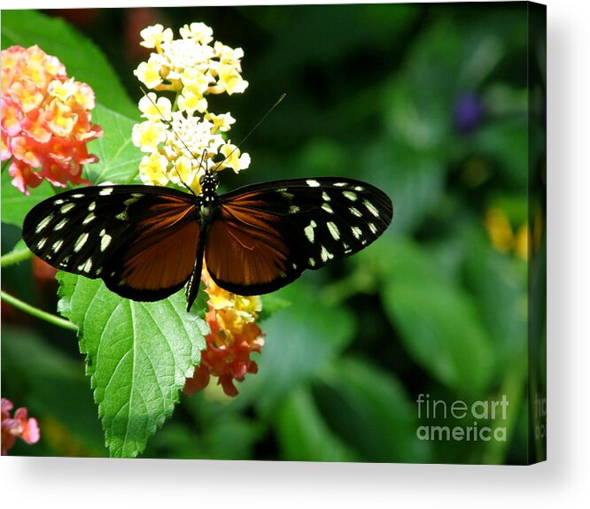 Butterfly Acrylic Print featuring the photograph Butterfly by Bev Conover