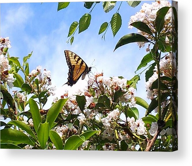 Butterfly Acrylic Print featuring the photograph Butterfly by Dani McEvoy