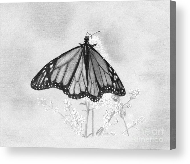 Denise Acrylic Print featuring the drawing Butterfly by Denise Deiloh